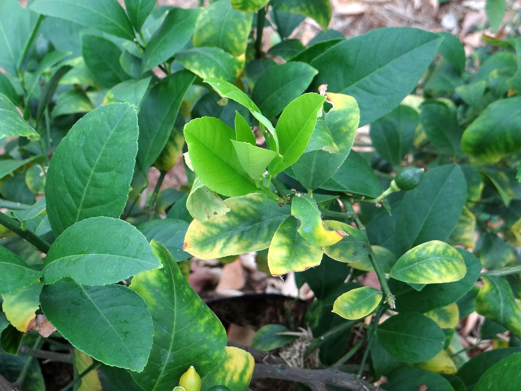 CitrusChlorosisBeforeAfter#3