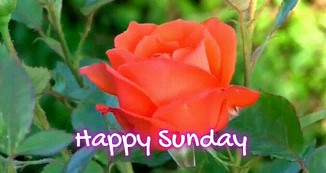 happy-sunday-gifs-beautiful-images