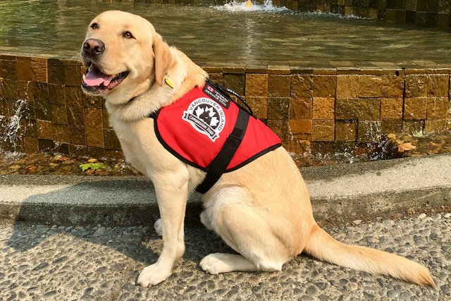 dogs for anxiety, service dogs