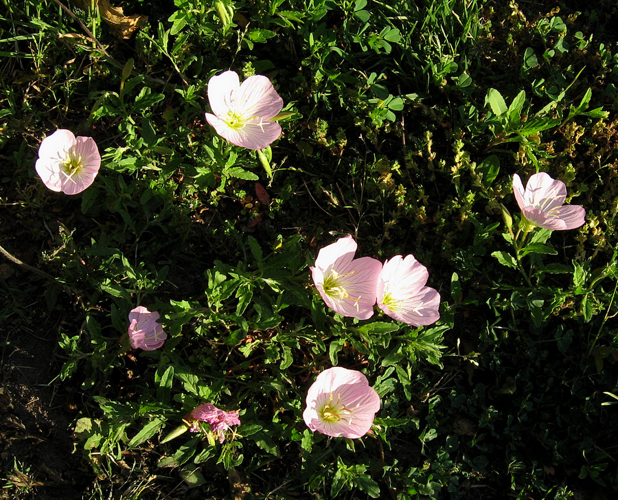weeds2.jpg