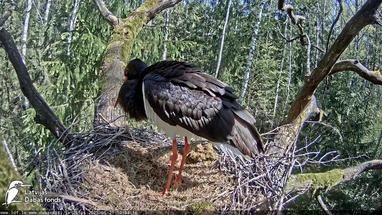 vlcsnap-2025-05-22-08h14m31s166