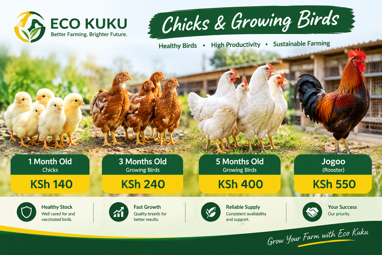 Young chicks