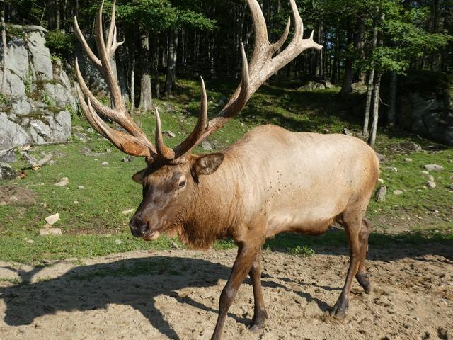 Sucrerie de la Montagne y Parc Omega - DOS SEMANAS EN EL ESTE DE CANADÁ (ONTARIO Y QUÉBEC) (12)