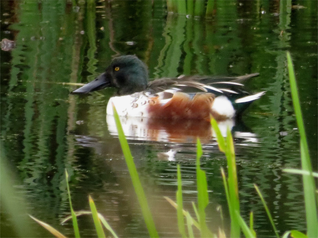 Shoveler