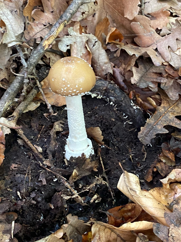 AE00659B-0B9A-4CEF-93B7-A18B46820417