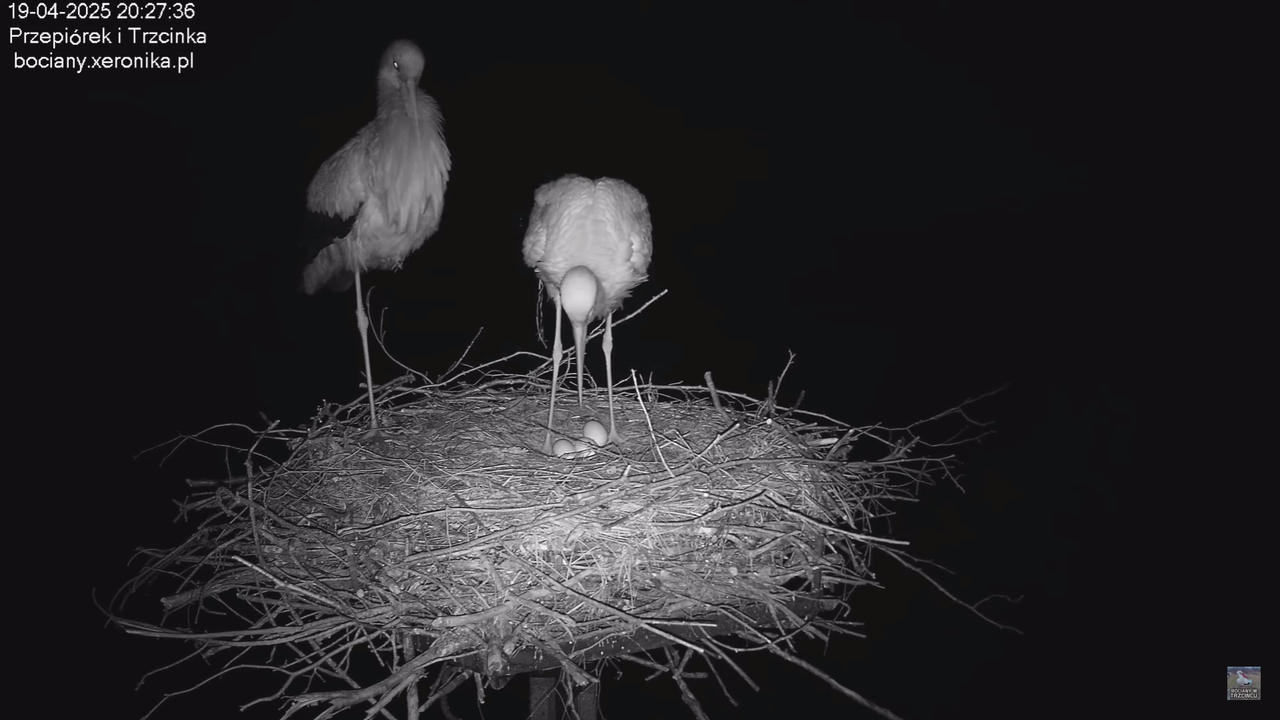 19042025bociany_0