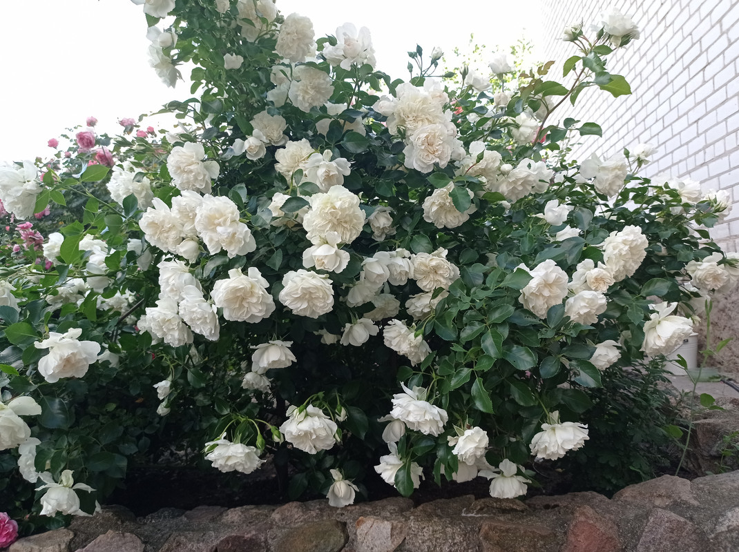 Blanc Meidiland (3)
