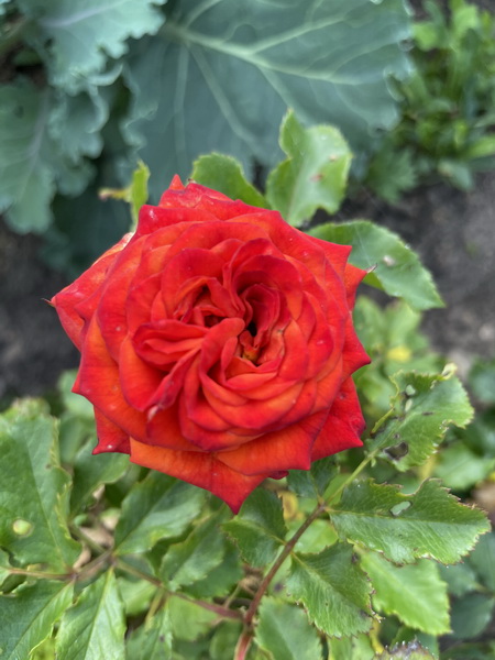 https://i.postimg.cc/TPQCymDx/IMG-5241.jpg