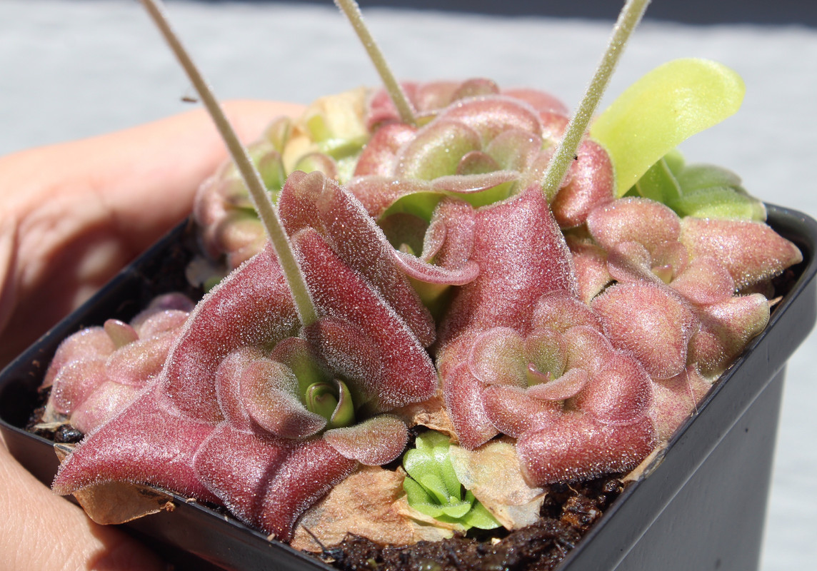 3CAE9AC0-7C10-417A-B0AD-5054B82D95EE