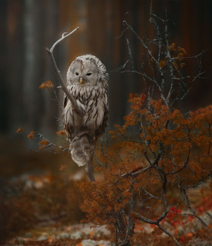 Screenshot_20231219_231811_Pinterest