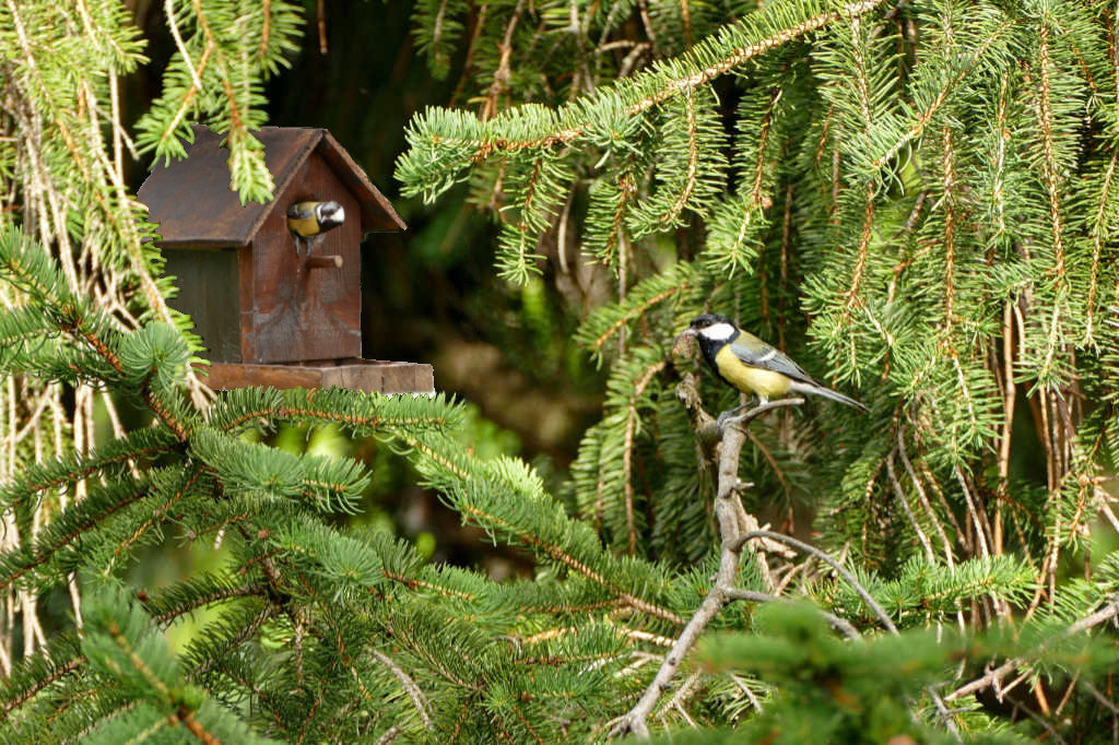 Mésange photo-montage terminé
