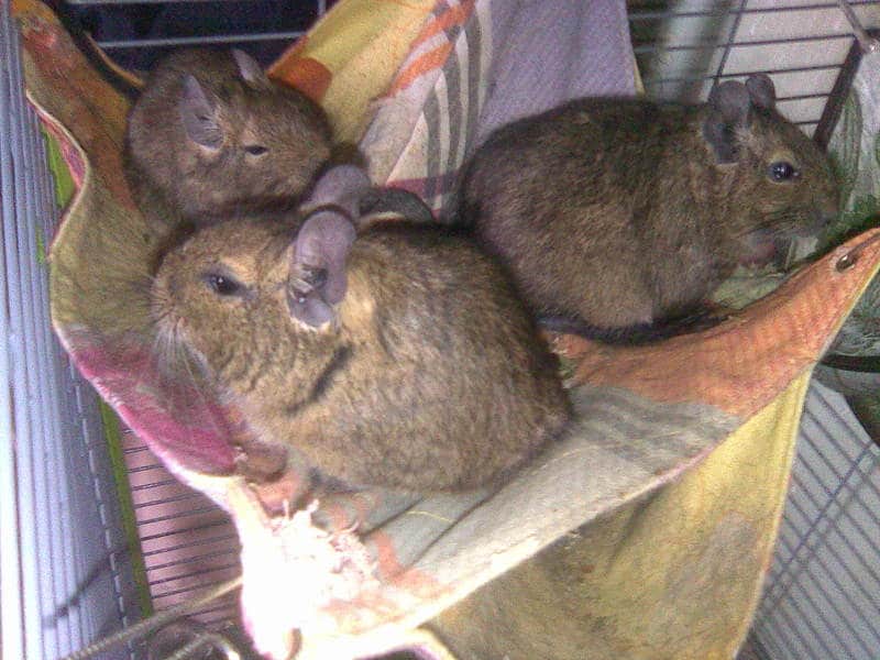 Image079