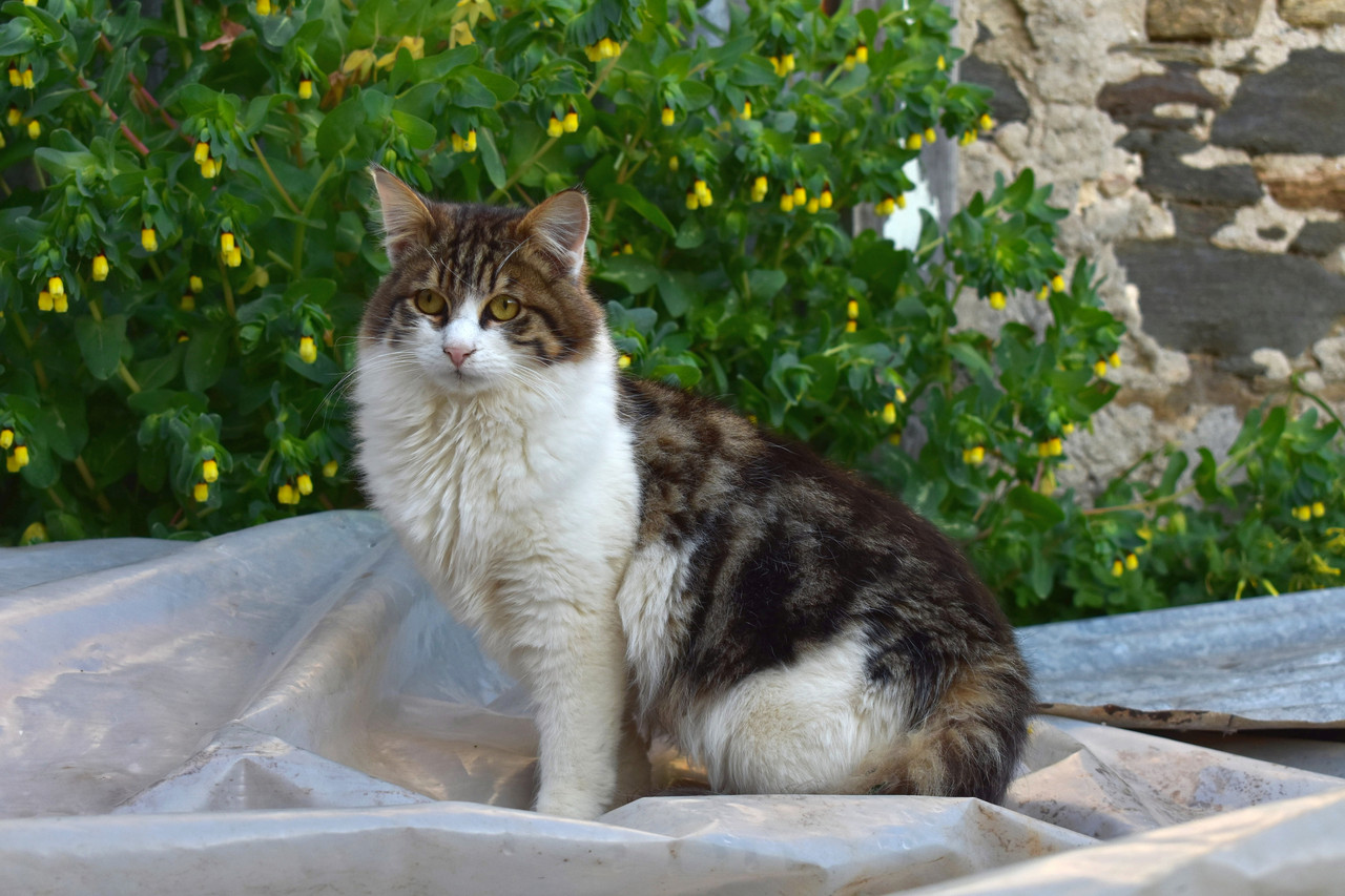 Ανω Σύρος (1ο μέρος) (19)