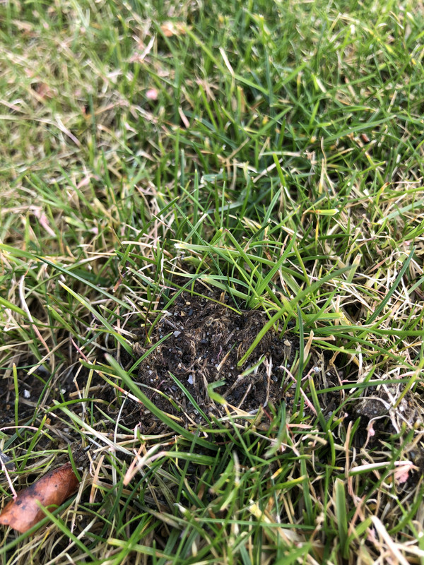 Worm casting versus mounds | Lawn Care Forum