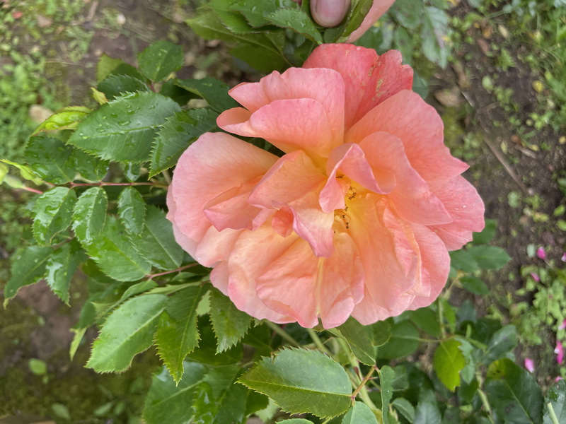 https://i.postimg.cc/TPSRdCLm/IMG-0141.jpg
