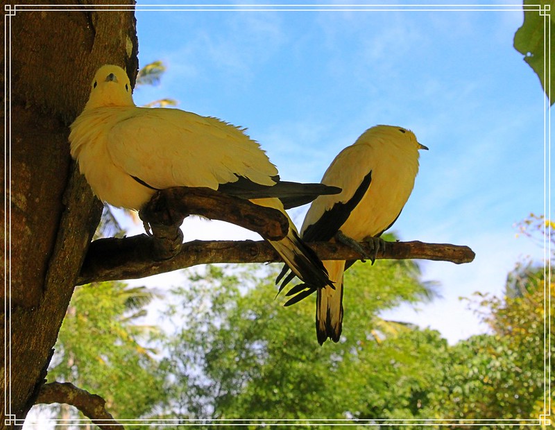 yellowpairbirds.jpg