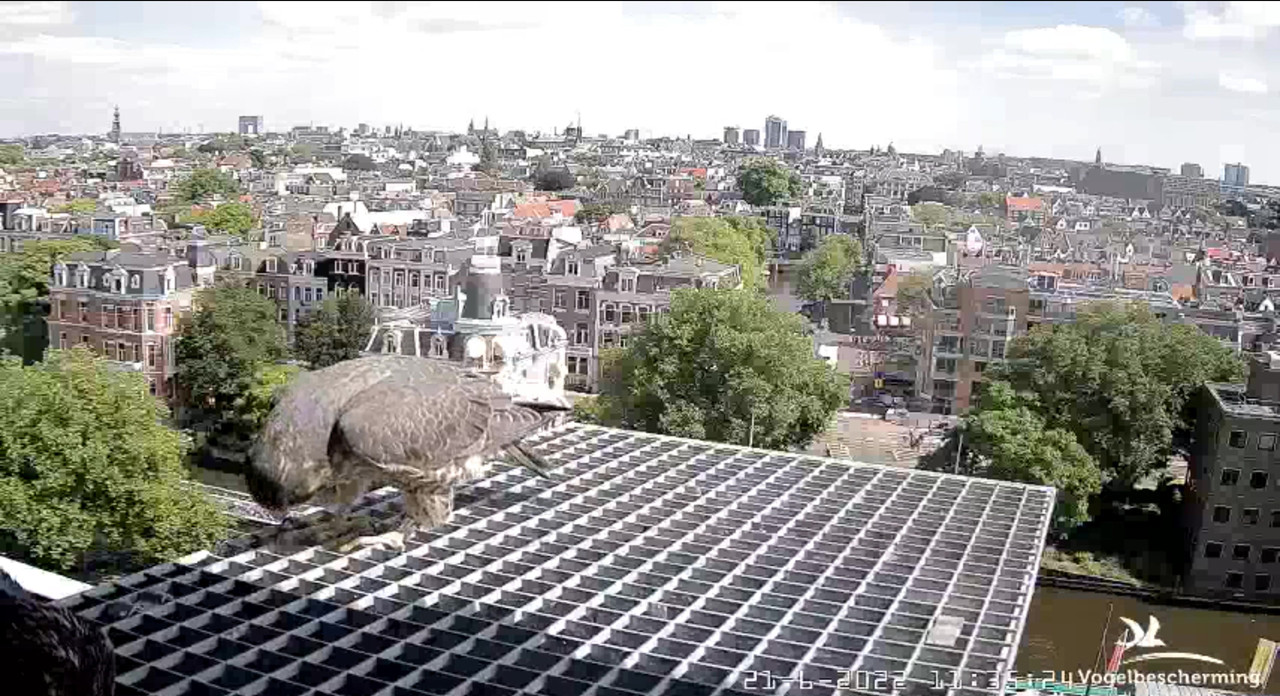 Amsterdam/Rijksmuseum screenshots © Beleef de Lente/Vogelbescherming Nederland - Pagina 30 Video-2022-06-21-113930-Moment