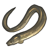 Longfin-Eel.png