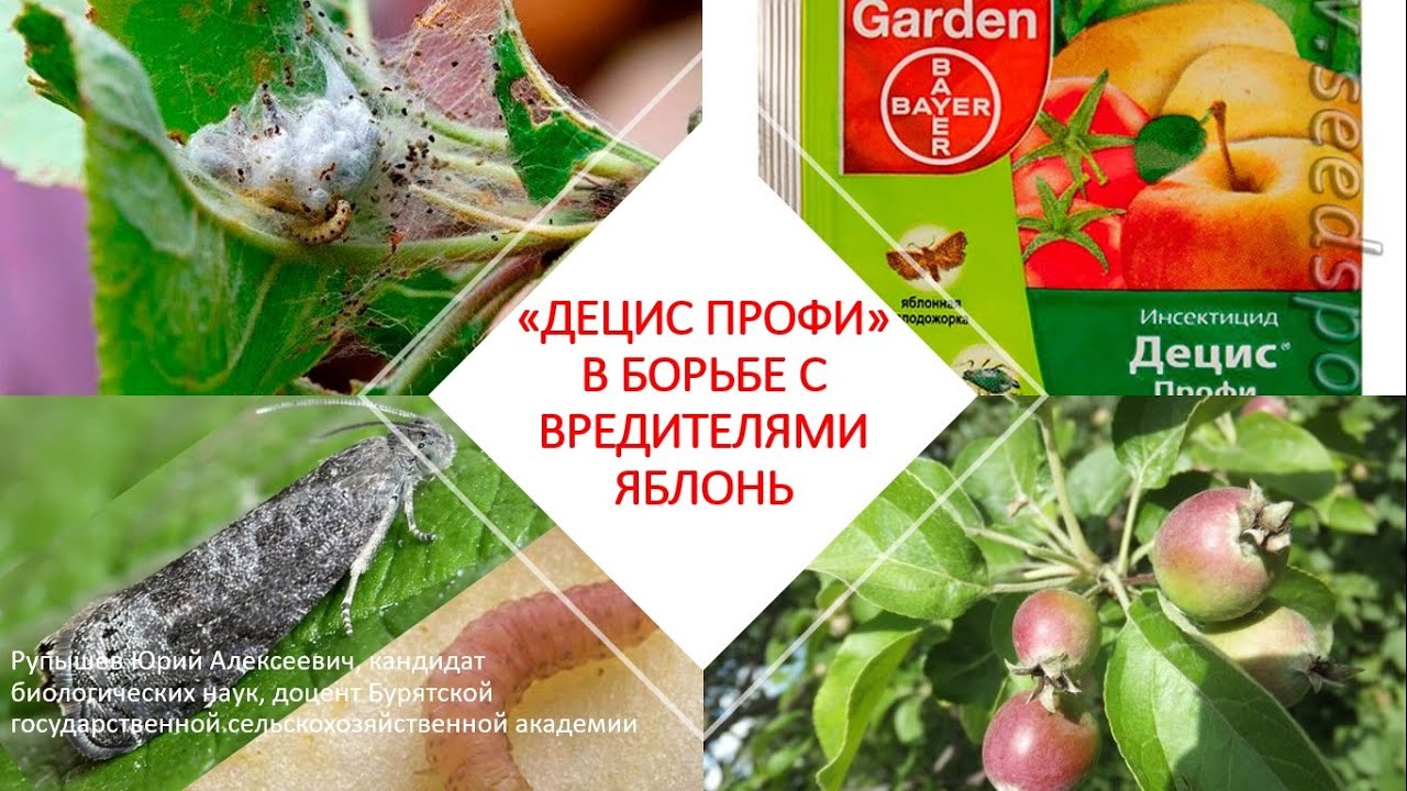 Обработка плодовых деревьев весной от вредителей и болезней таблица. Обработка сада весной от болезней и вредителей таблица. Герольд препарат от вредителей. Средства защиты плодовых деревьев от вредителей и болезней весной. Препараты от вредителей яблонь.