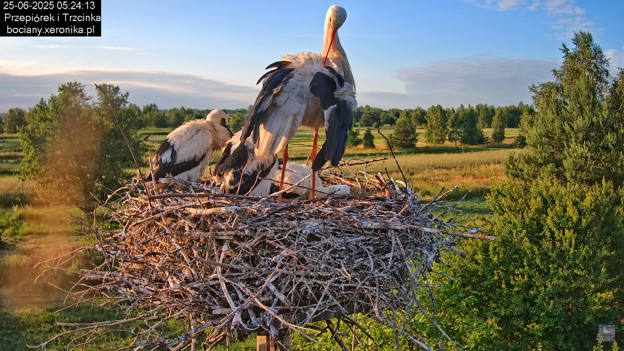 25062025bociany4