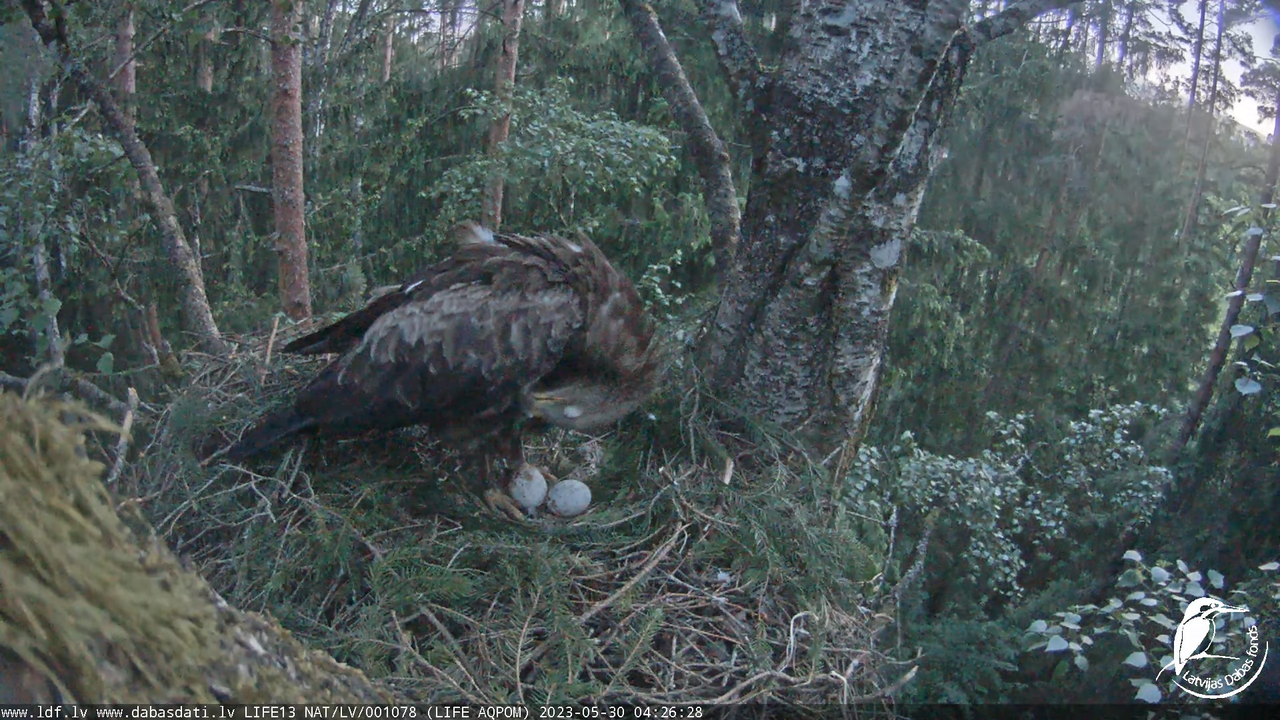 LDF Mazais ērglis (Clanga pomarina), ligzda bērzā 13-6-23 screenshot