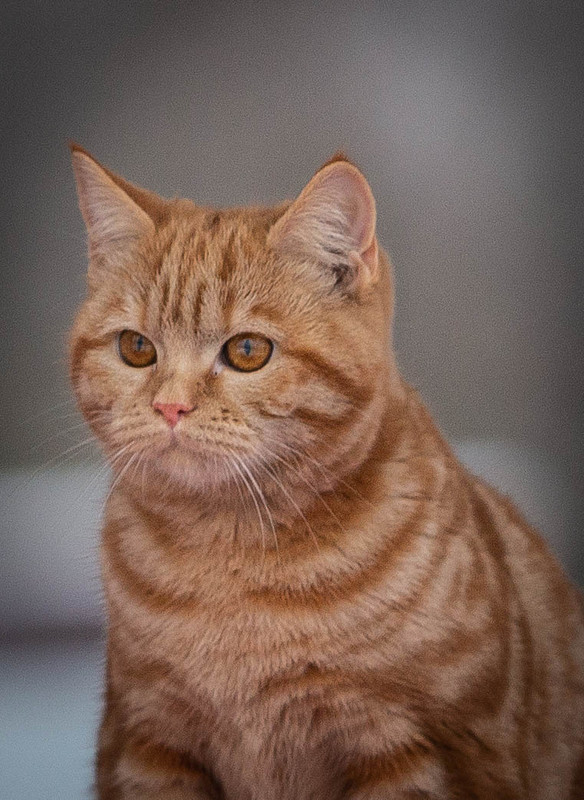 --------------...... (1 из 1)