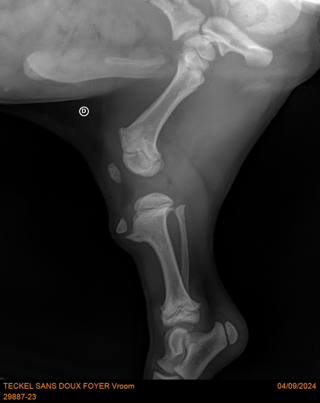 [Image: 29887-23-TECKEL-SANS-DOUX-FOYER-Vroom-20790.jpg]