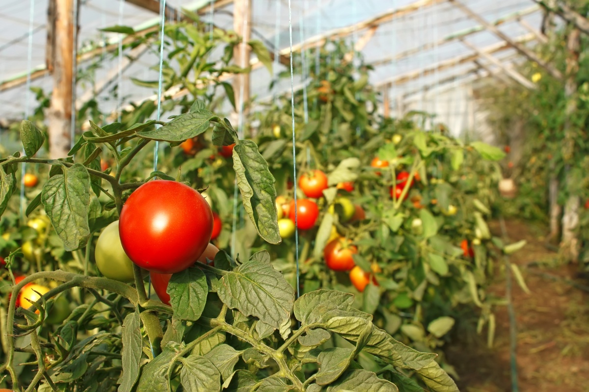 Пятерка лучших способов выращивания вкусных томатов в теплице
