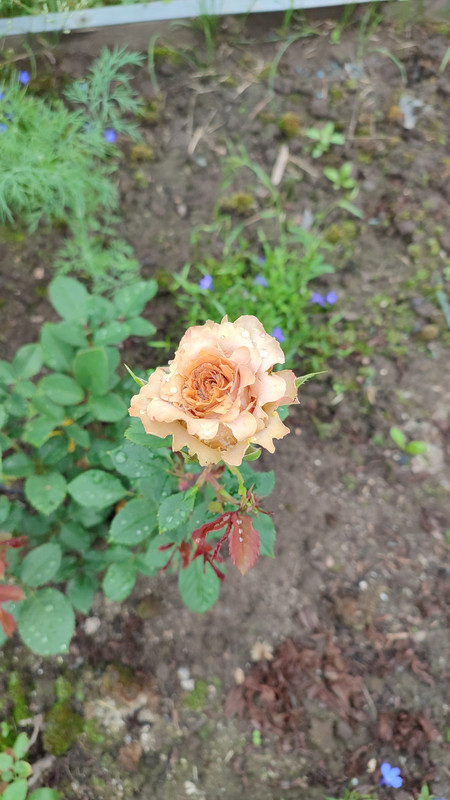 IMG_2023_07_12_10_27_22_5596427307280468151155