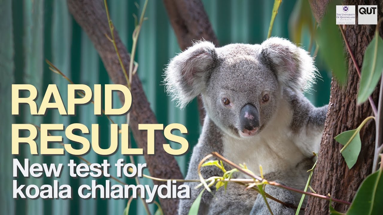 Why Koalas have Chlamydia