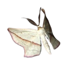 Middle Moth