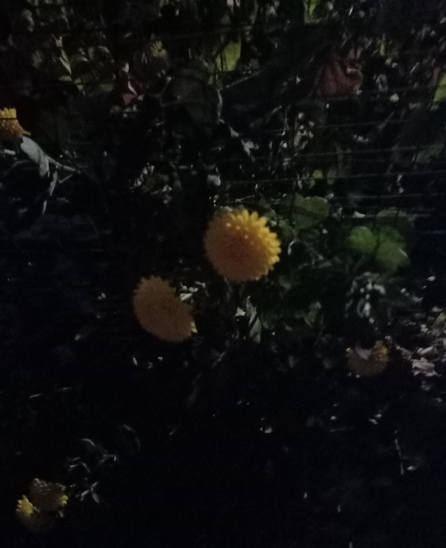 IMG-20211101-233352.jpg