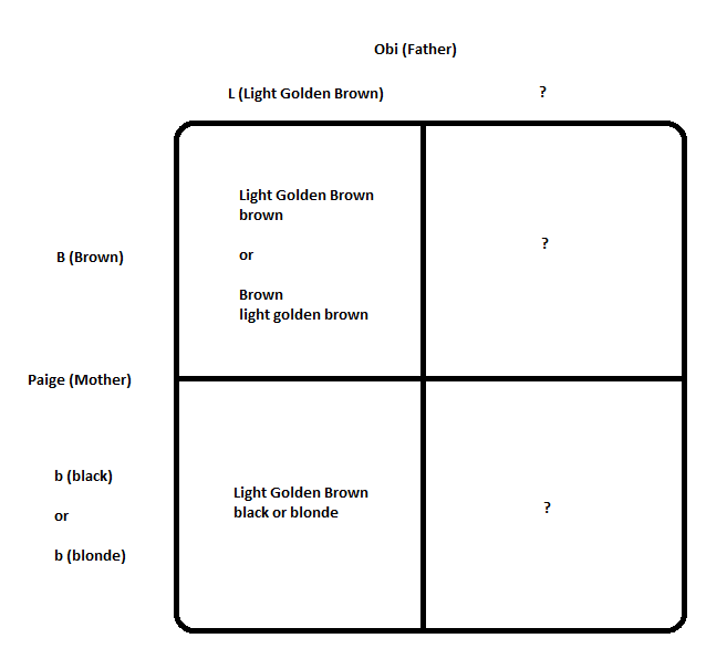 Obi-and-Paige-Hair-Color-Genotypes-and-Phenotypes.png