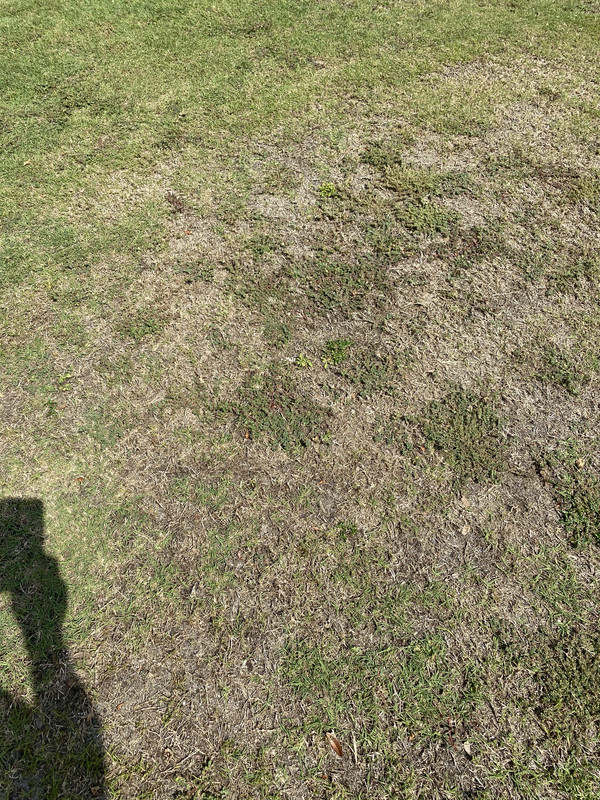 Central Florida Bermuda Lawns - Page 5 - The Lawn Forum