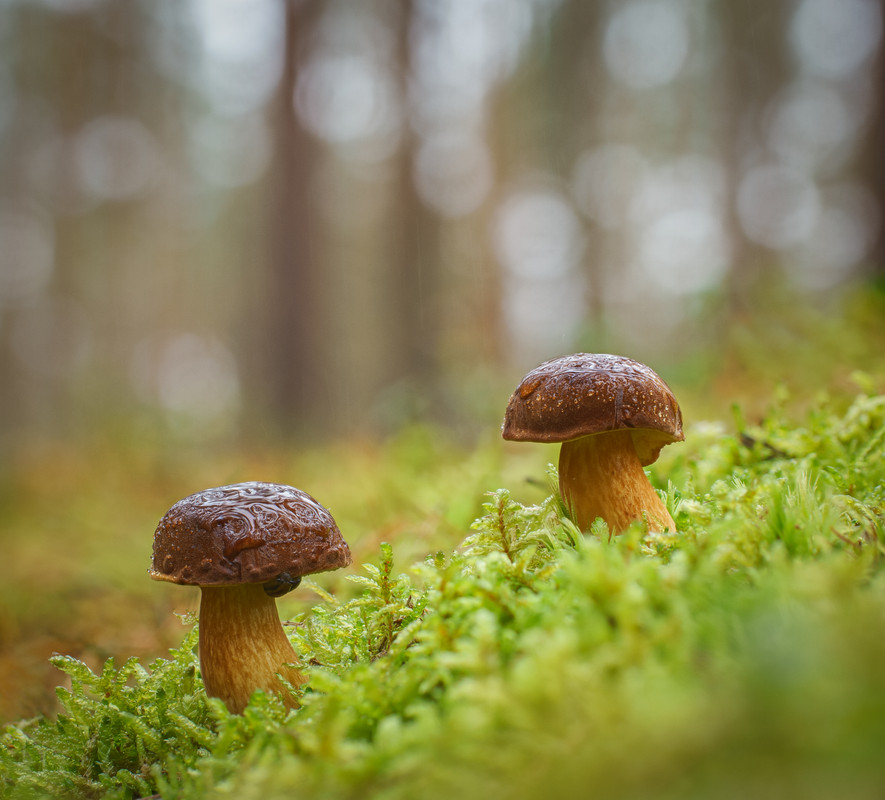 2024-10-30 10-13-47 (B,R8,S4)-EditZ