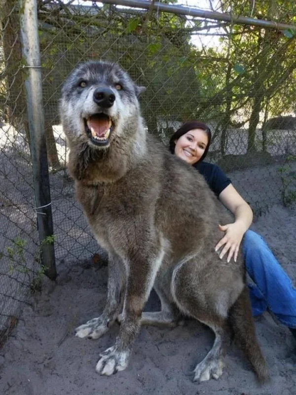 gray-wolf