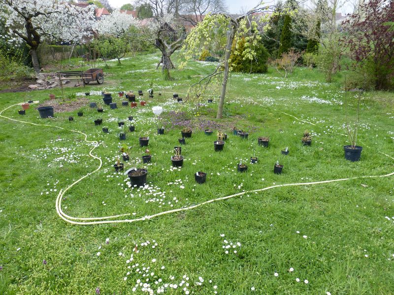 2014-04-13 Gräserbeet2