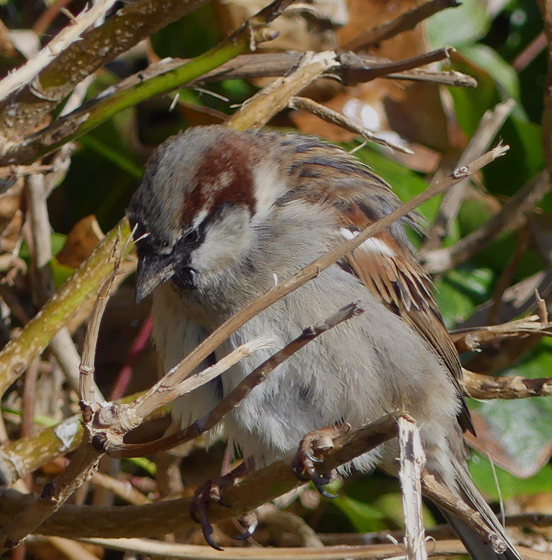 SPARROW 3
