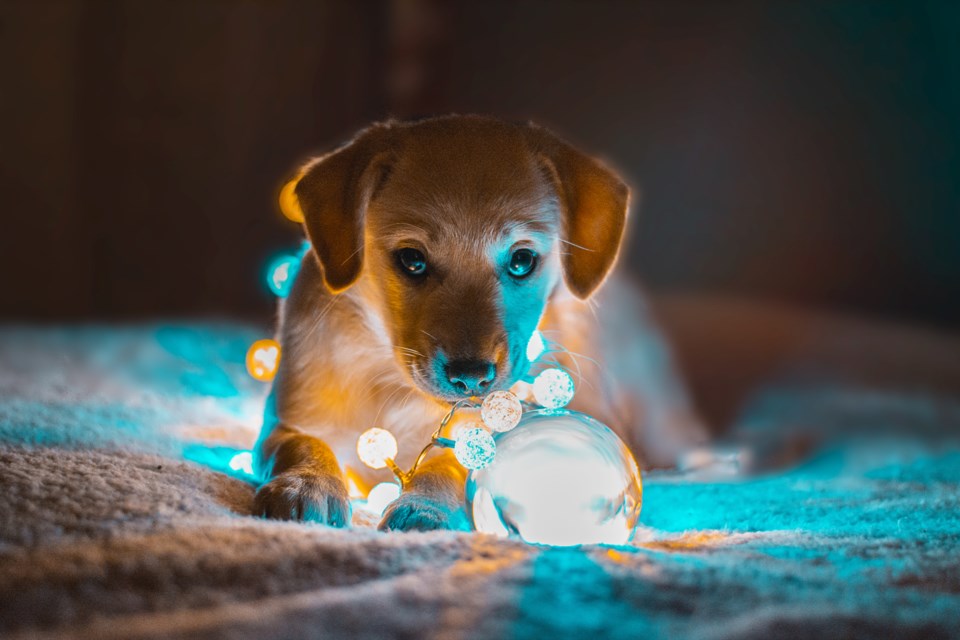 12192022christmaspuppy.jpg