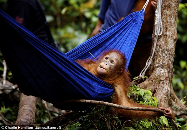 Heartwarming-pictures-orphan-orangutans-