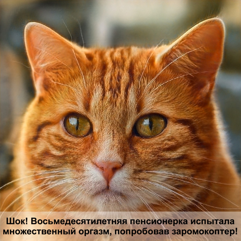 лысая кошка какая порода