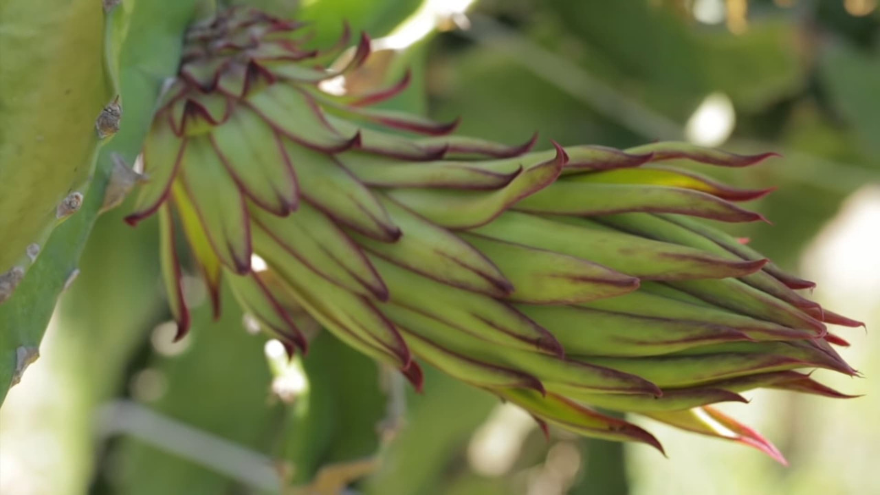 12-day-old-dragon-fruit-bud.jpg
