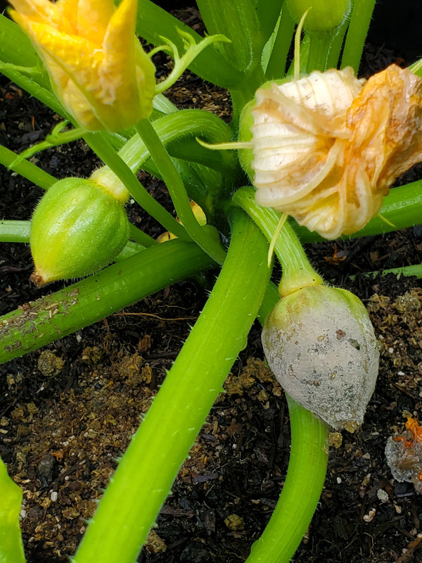 Squash has a mystery rot 20230620-102515