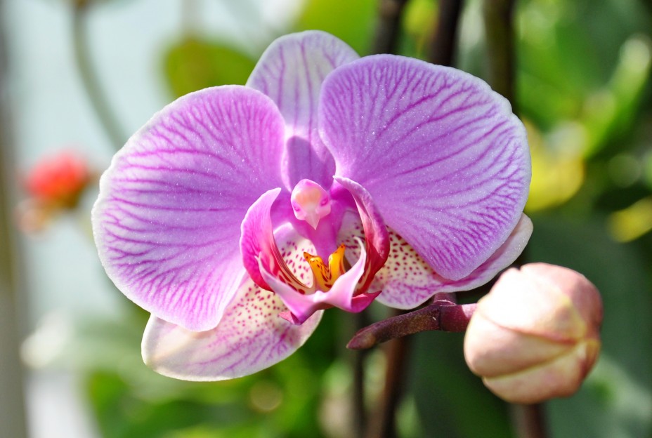 Орхидея бабочка как бороться с заболеваниями и вредителями