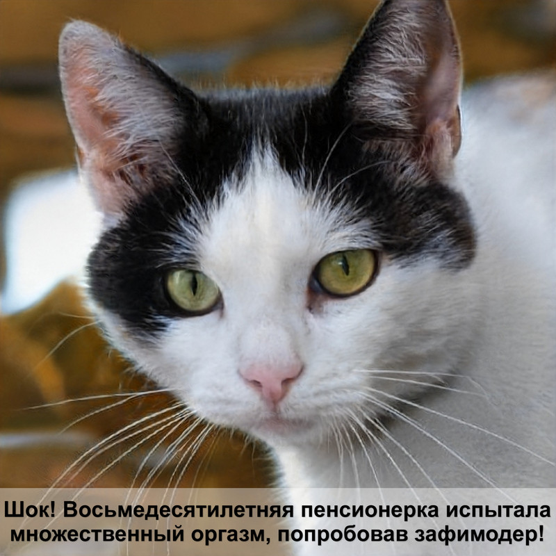 благородные имена для котов