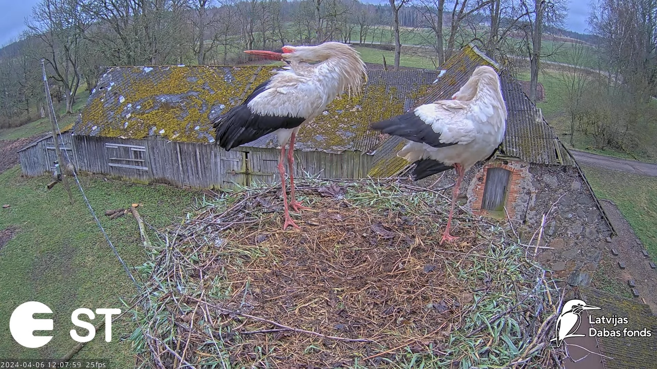 Baltie stārķi (Ciconia ciconia) Tukuma novadā - LDF tiešraide __ White storks in Tukums, Latvia 15-9