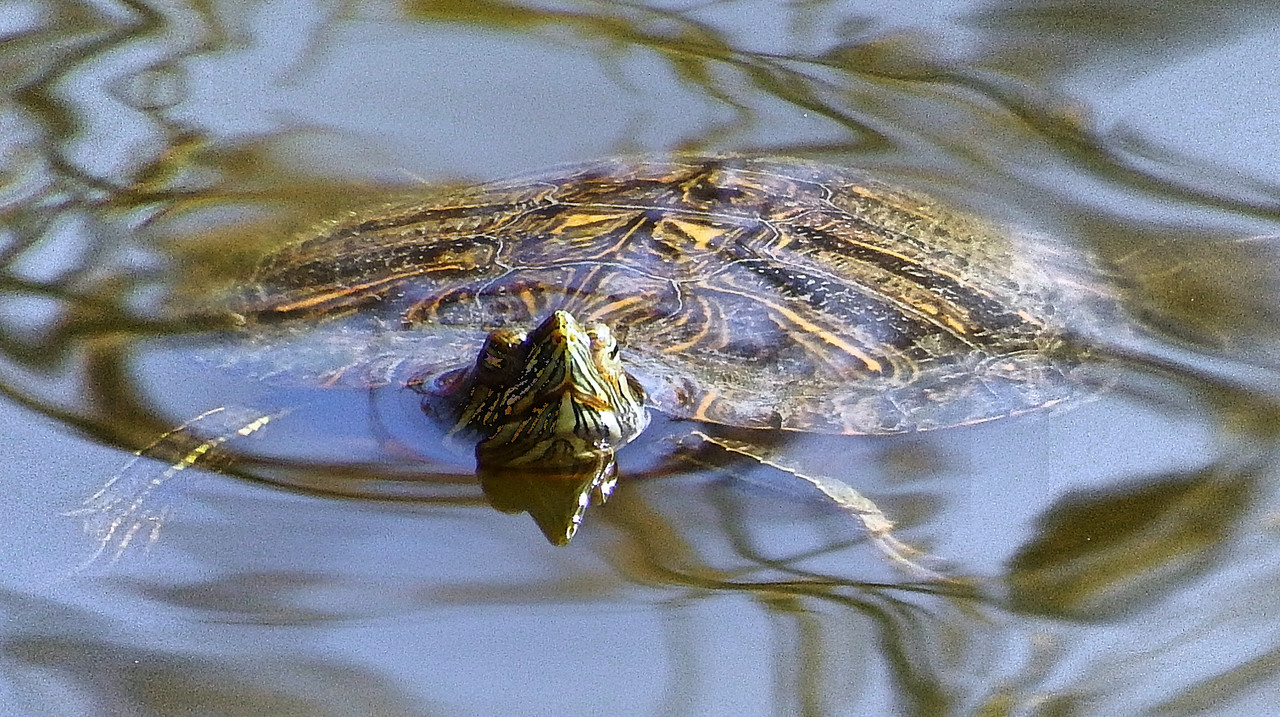 IMAGE: https://i.postimg.cc/TPdfBqTM/Boerne-Turtle-2.jpg