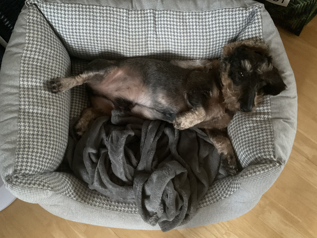 [Image: 7-D6-E1116-239-F-43-CC-A6-F1-5-EA723-CF6-F9-B.jpg]