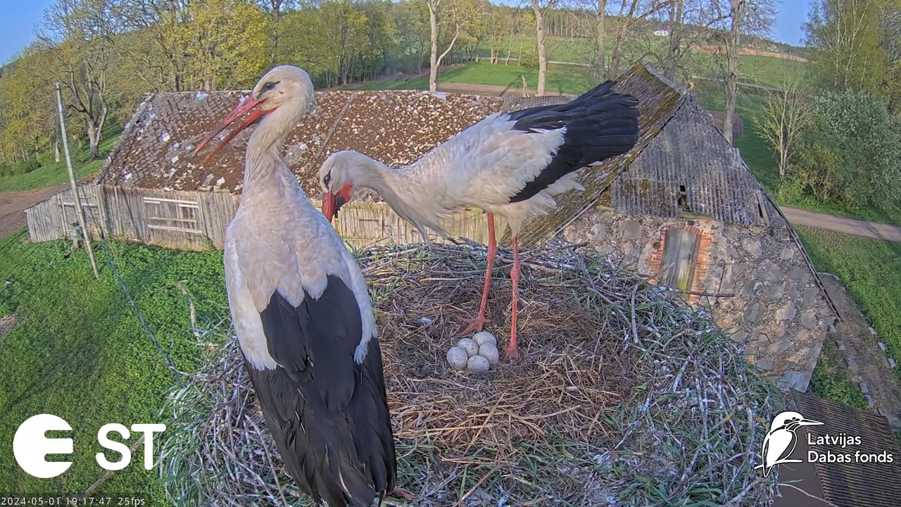 Baltie stārķi (Ciconia ciconia) Tukuma novadā - LDF tiešraide __ White storks in Tukums, Latvia 11-2
