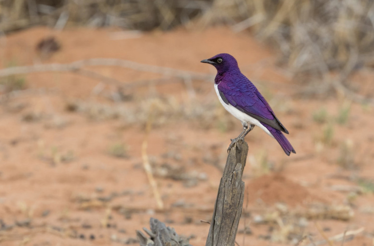 purple-starling-dis.jpg